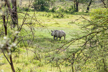 Image showing Safari - rhino