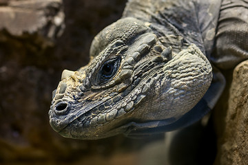 Image showing Iguana head