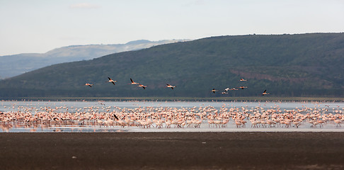 Image showing Flock of greater  pink flamingos 