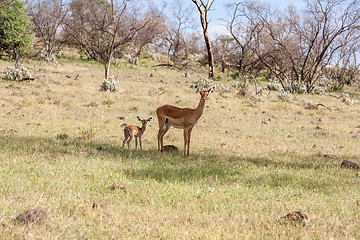 Image showing antelope and her cub on a background of grass