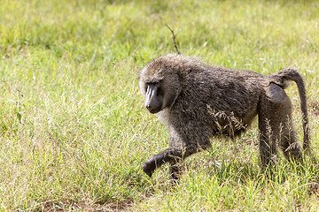 Image showing Baboon