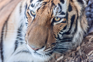 Image showing tiger head close-up