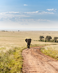 Image showing elephant walking in the savanna