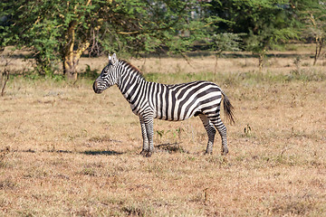 Image showing Zebra in the grasslands 