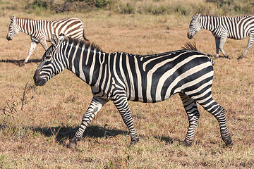 Image showing Zebras in the grasslands 