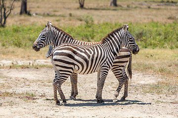 Image showing Zebras in the grasslands 