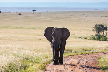 Image showing elephant walking in the savanna