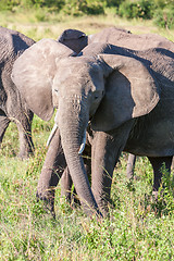 Image showing elephant walking in the savanna