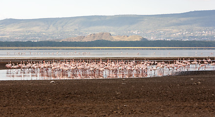 Image showing Flock of greater  pink flamingos 