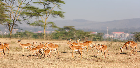 Image showing antelope on a background of grass