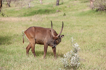 Image showing antelope on a background of green grass