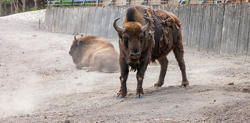 Image showing bison with peeling hair 