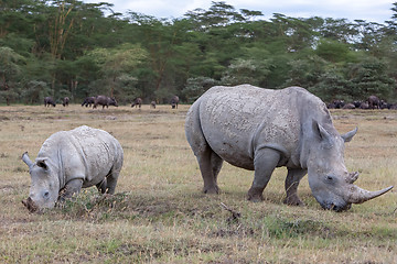 Image showing Safari - rhinos