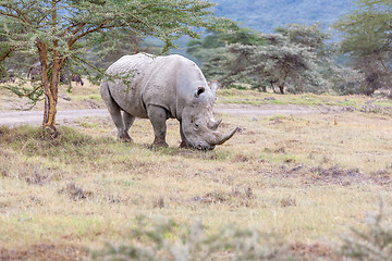 Image showing Safari - rhino