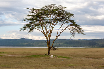 Image showing landscape Kenya