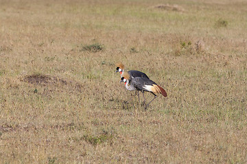 Image showing Crowned Crane 