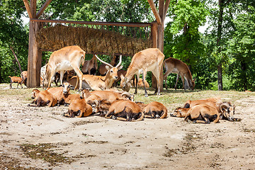 Image showing Zoo. herd of antelopes