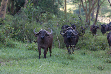 Image showing Wild African Buffalos. Kenya, Africa