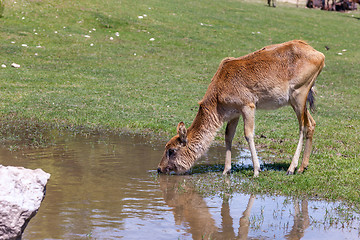 Image showing antelope on a background of green grass