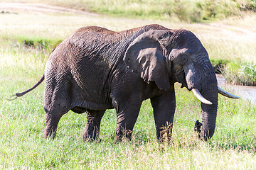 Image showing elephant walking in the savanna