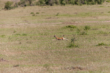 Image showing baby antelope on a background of green grass