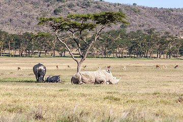 Image showing Safari - rhinos