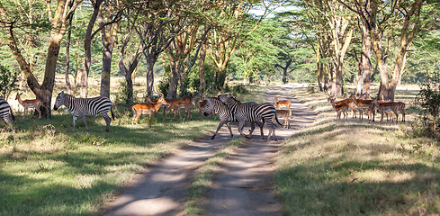 Image showing antelopes and zebras on a background of road 