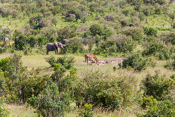 Image showing elephant family  and giraffe walking in the savanna