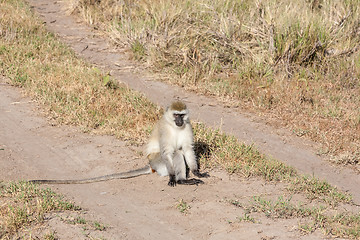 Image showing Baboon