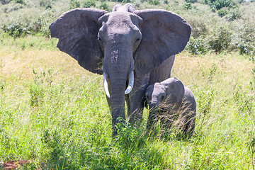 Image showing elephant family walking in the savanna