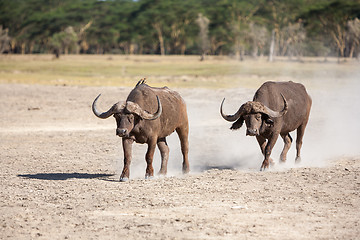 Image showing Wild African Buffalo.Kenya, Africa