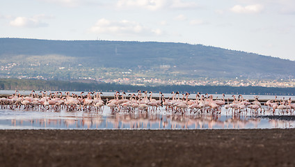 Image showing Flock of greater flamingos 