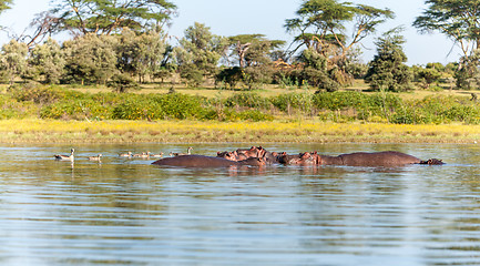 Image showing Group of hippopotamus in water