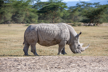 Image showing Safari - rhino