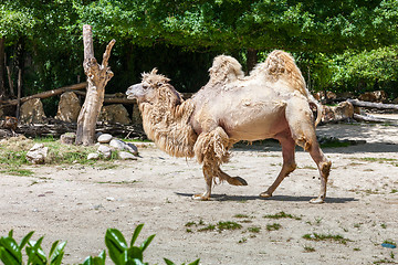 Image showing Bactrian camel 