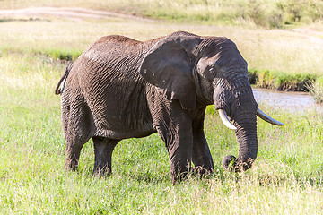 Image showing elephant walking in the savanna