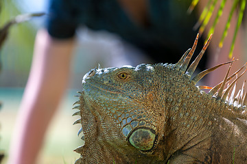 Image showing portrait of tropical iguana