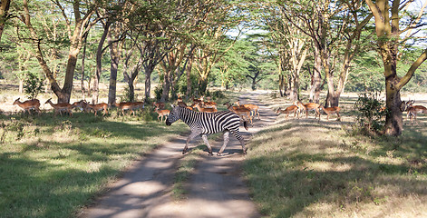 Image showing antelopes and zebras on a background of road 