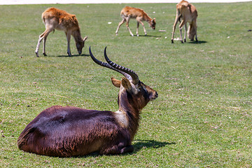 Image showing antelope on a background of green grass