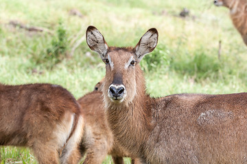 Image showing antelope on a background of grass