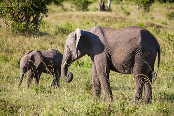 Image showing elephant family walking in the savanna