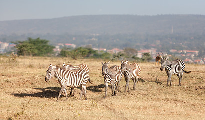 Image showing Zebras in the grasslands 