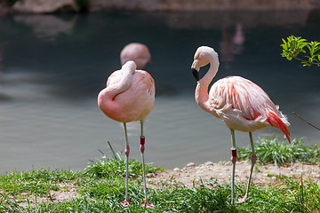 Image showing Two pink flamingo 