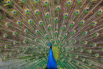 Image showing Peacock with multicolored feathers