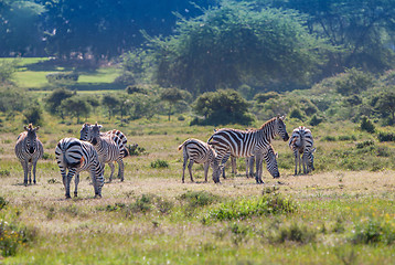 Image showing Herd of wild zebras 