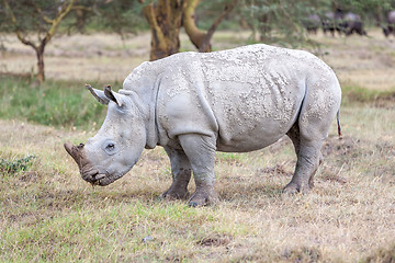 Image showing Safari - rhino