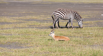 Image showing antelope and zebra on a background of grass