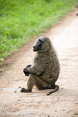 Image showing Baboon