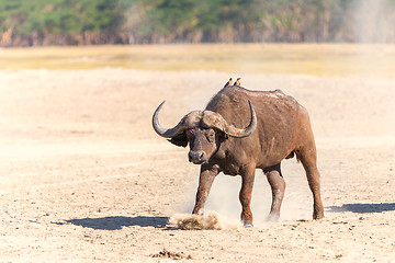 Image showing Wild African Buffalo. Kenya, Africa