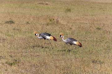 Image showing Crowned Crane 